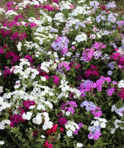 100 Mixed Colors Drummond Phlox Flower Seeds - Pink, Red, White Mix - Image 4