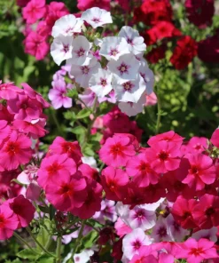 100 Mixed Colors Drummond Phlox Flower Seeds - Pink, Red, White Mix - Image 5