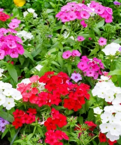 100 Mixed Colors Drummond Phlox Flower Seeds - Pink, Red, White Mix - Image 6