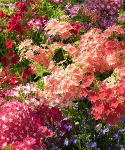 100 Mixed Colors Drummond Phlox Flower Seeds - Pink, Red, White Mix - Image 7