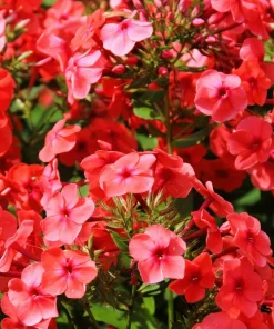 100 Mixed Colors Drummond Phlox Flower Seeds - Pink, Red, White Mix - Image 8