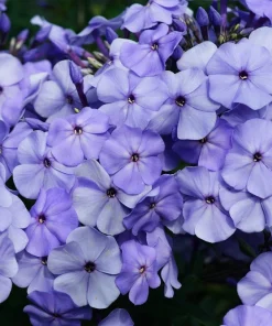 100 Mixed Colors Drummond Phlox Flower Seeds - Pink, Red, White Mix - Image 9