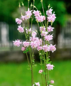 100 Mixed Double Columbine Aquilegia Vulgaris Seeds - Red, Pink, Purple - Image 10