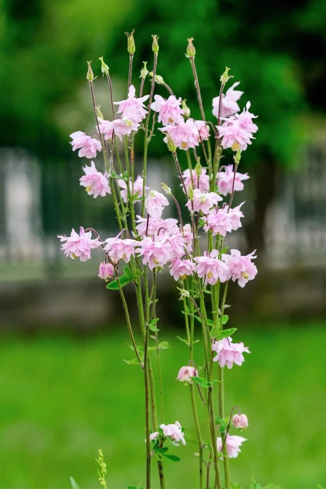 100 Mixed Double Columbine Aquilegia Vulgaris Seeds - Red, Pink, Purple - Image 10