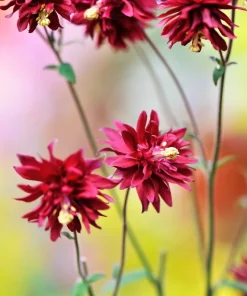 100 Mixed Double Columbine Aquilegia Vulgaris Seeds - Red, Pink, Purple - Image 11
