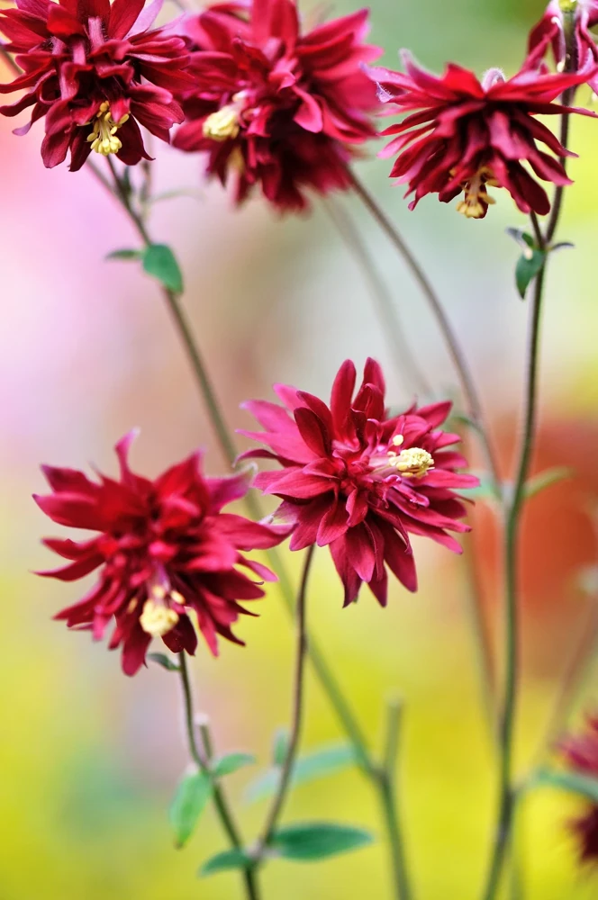 100 Mixed Double Columbine Aquilegia Vulgaris Seeds - Red, Pink, Purple - Image 11
