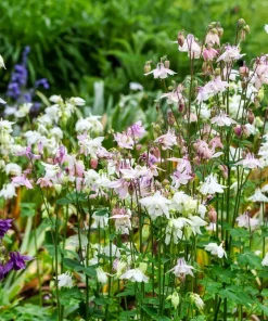 100 Mixed Double Columbine Aquilegia Vulgaris Seeds - Red, Pink, Purple - Image 2