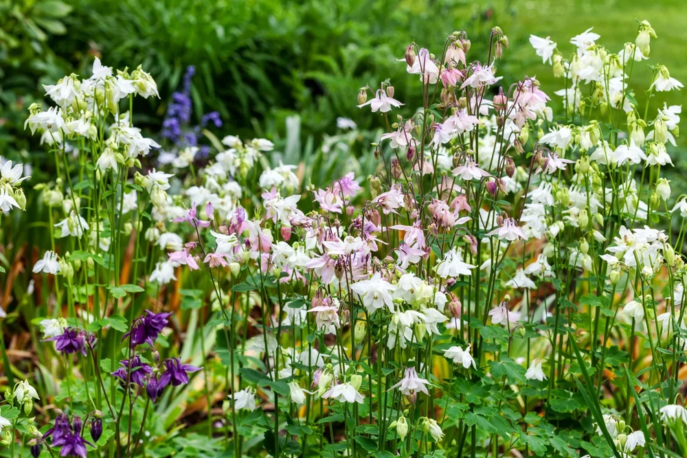 100 Mixed Double Columbine Aquilegia Vulgaris Seeds - Red, Pink, Purple - Image 2