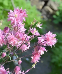 100 Mixed Double Columbine Aquilegia Vulgaris Seeds - Red, Pink, Purple - Image 3