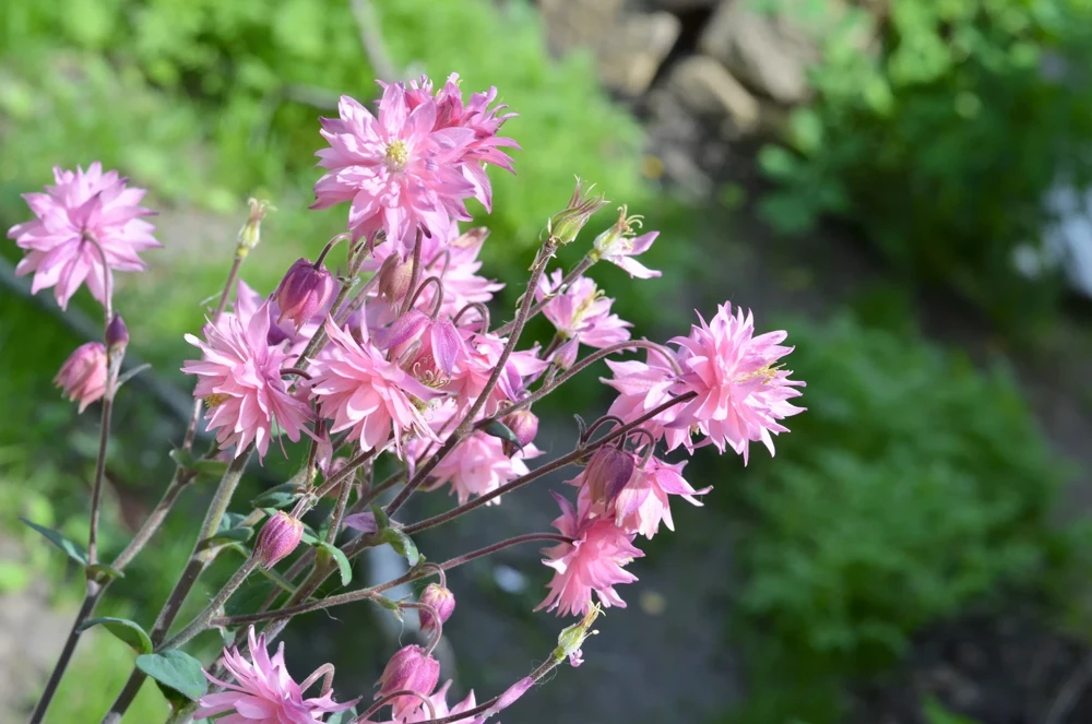 100 Mixed Double Columbine Aquilegia Vulgaris Seeds - Red, Pink, Purple - Image 3