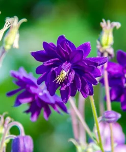 100 Mixed Double Columbine Aquilegia Vulgaris Seeds - Red, Pink, Purple - Image 4