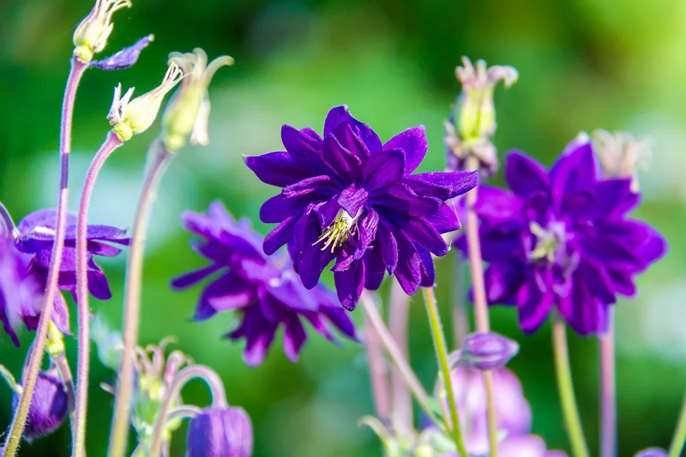 100 Mixed Double Columbine Aquilegia Vulgaris Seeds - Red, Pink, Purple - Image 4