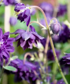 100 Mixed Double Columbine Aquilegia Vulgaris Seeds - Red, Pink, Purple - Image 5