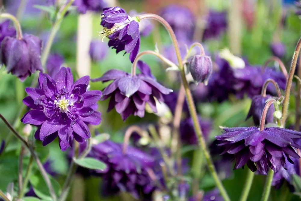 100 Mixed Double Columbine Aquilegia Vulgaris Seeds - Red, Pink, Purple - Image 5