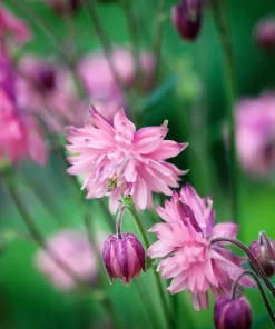 100 Mixed Double Columbine Aquilegia Vulgaris Seeds - Red, Pink, Purple - Image 6