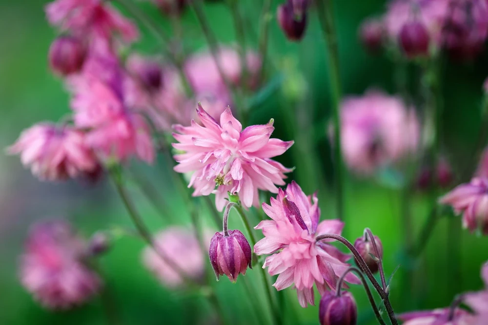 100 Mixed Double Columbine Aquilegia Vulgaris Seeds - Red, Pink, Purple - Image 6