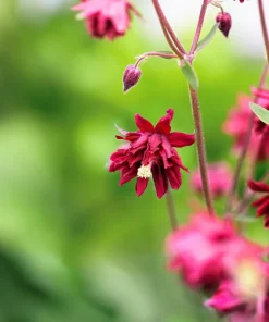 100 Mixed Double Columbine Aquilegia Vulgaris Seeds - Red, Pink, Purple - Image 7