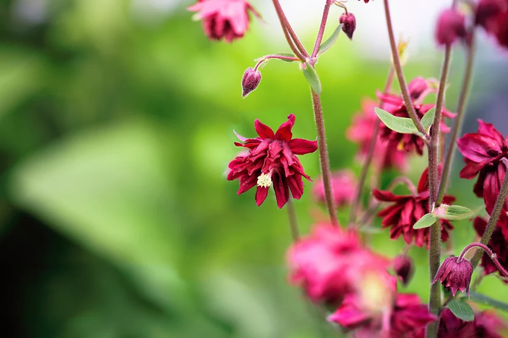 100 Mixed Double Columbine Aquilegia Vulgaris Seeds - Red, Pink, Purple - Image 7