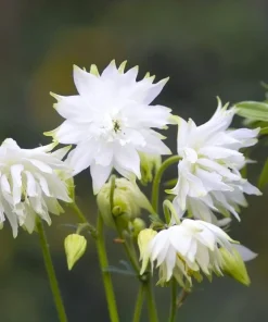 100 Mixed Double Columbine Aquilegia Vulgaris Seeds - Red, Pink, Purple - Image 8