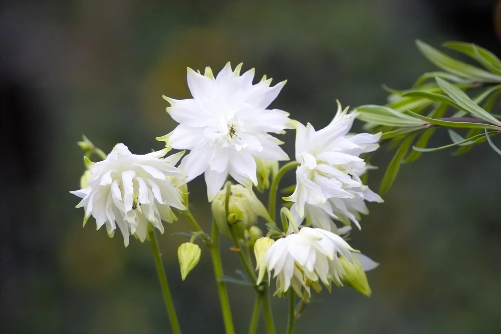 100 Mixed Double Columbine Aquilegia Vulgaris Seeds - Red, Pink, Purple - Image 8