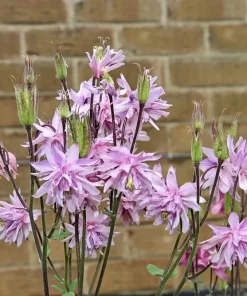 100 Mixed Double Columbine Aquilegia Vulgaris Seeds - Red, Pink, Purple - Image 9