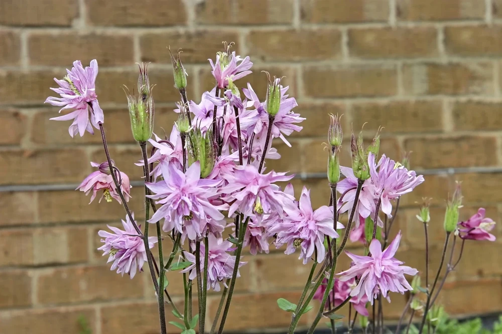 100 Mixed Double Columbine Aquilegia Vulgaris Seeds - Red, Pink, Purple - Image 9