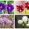 100 Mixed Double Columbine Aquilegia Vulgaris Seeds - Red, Pink, Purple - Image 1