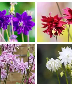 100 Mixed Double Columbine Aquilegia Vulgaris Seeds - Red, Pink, Purple - Image 1