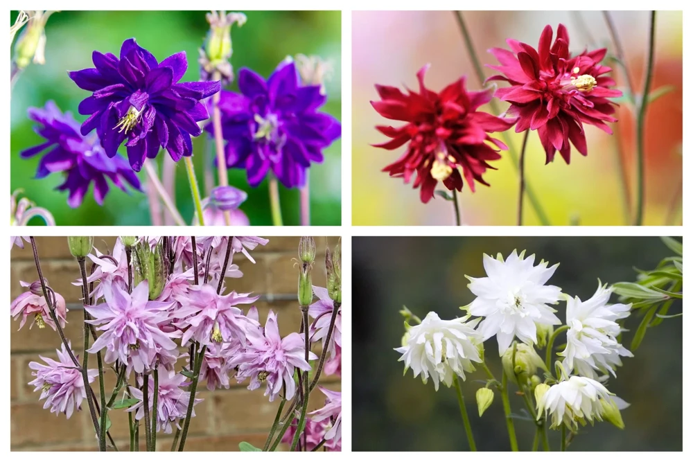 100 Mixed Double Columbine Aquilegia Vulgaris Seeds - Red, Pink, Purple - Image 1
