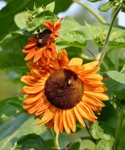 100 Mixed Evening Colors Sunflower Seeds - Helianthus Annuus - Image 10