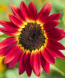 100 Mixed Evening Colors Sunflower Seeds - Helianthus Annuus - Image 11