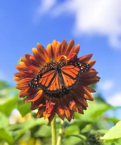 100 Mixed Evening Colors Sunflower Seeds - Helianthus Annuus - Image 2