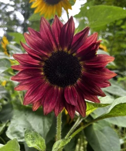 100 Mixed Evening Colors Sunflower Seeds - Helianthus Annuus - Image 3