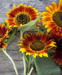 100 Mixed Evening Colors Sunflower Seeds - Helianthus Annuus - Image 4