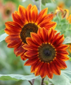 100 Mixed Evening Colors Sunflower Seeds - Helianthus Annuus - Image 5