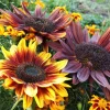 100 Mixed Evening Colors Sunflower Seeds - Helianthus Annuus - Image 1