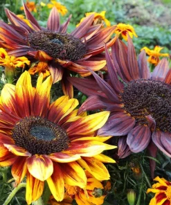 100 Mixed Evening Colors Sunflower Seeds - Helianthus Annuus - Image 1