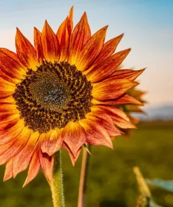 100 Mixed Evening Colors Sunflower Seeds - Helianthus Annuus - Image 6
