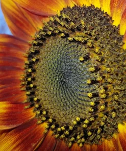 100 Mixed Evening Colors Sunflower Seeds - Helianthus Annuus - Image 7