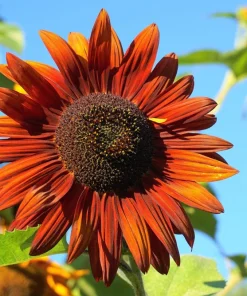 100 Mixed Evening Colors Sunflower Seeds - Helianthus Annuus - Image 8