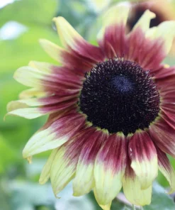 100 Mixed Evening Colors Sunflower Seeds - Helianthus Annuus - Image 9
