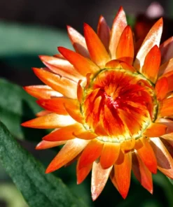 100 Orange Double Strawflower Seeds - Xerochrysum Bracteatum - Image 10