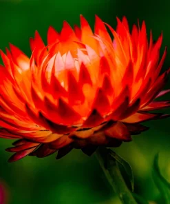 100 Orange Double Strawflower Seeds - Xerochrysum Bracteatum - Image 11