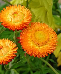 100 Orange Double Strawflower Seeds - Xerochrysum Bracteatum - Image 2