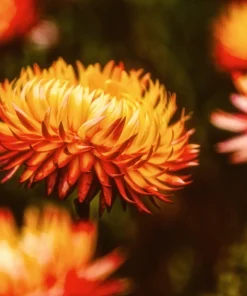100 Orange Double Strawflower Seeds - Xerochrysum Bracteatum - Image 3