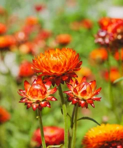100 Orange Double Strawflower Seeds - Xerochrysum Bracteatum - Image 4