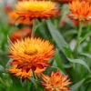 100 Orange Double Strawflower Seeds - Xerochrysum Bracteatum - Image 1