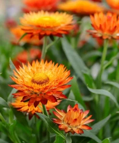 100 Orange Double Strawflower Seeds - Xerochrysum Bracteatum - Image 1