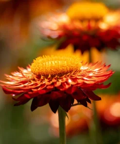 100 Orange Double Strawflower Seeds - Xerochrysum Bracteatum - Image 5