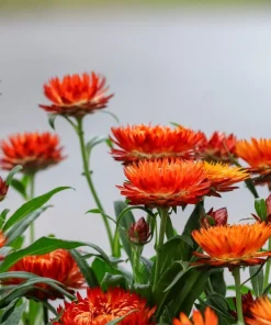 100 Orange Double Strawflower Seeds - Xerochrysum Bracteatum - Image 6